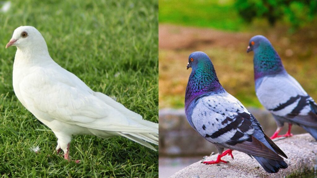 Mating Behaviour in Doves & Pigeons