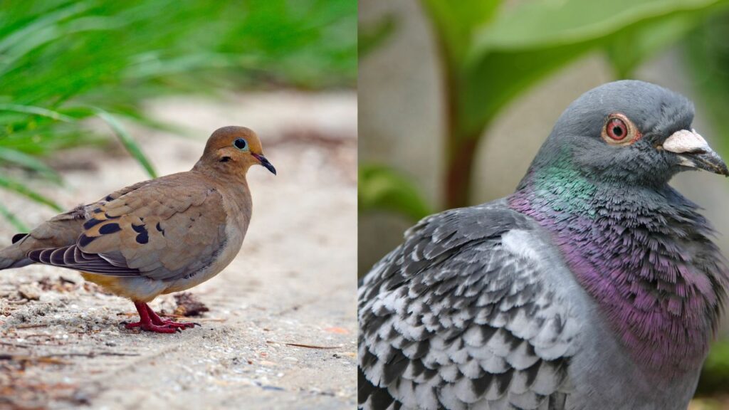 Mourning Dove vs Pigeon: 5 Key Differences 