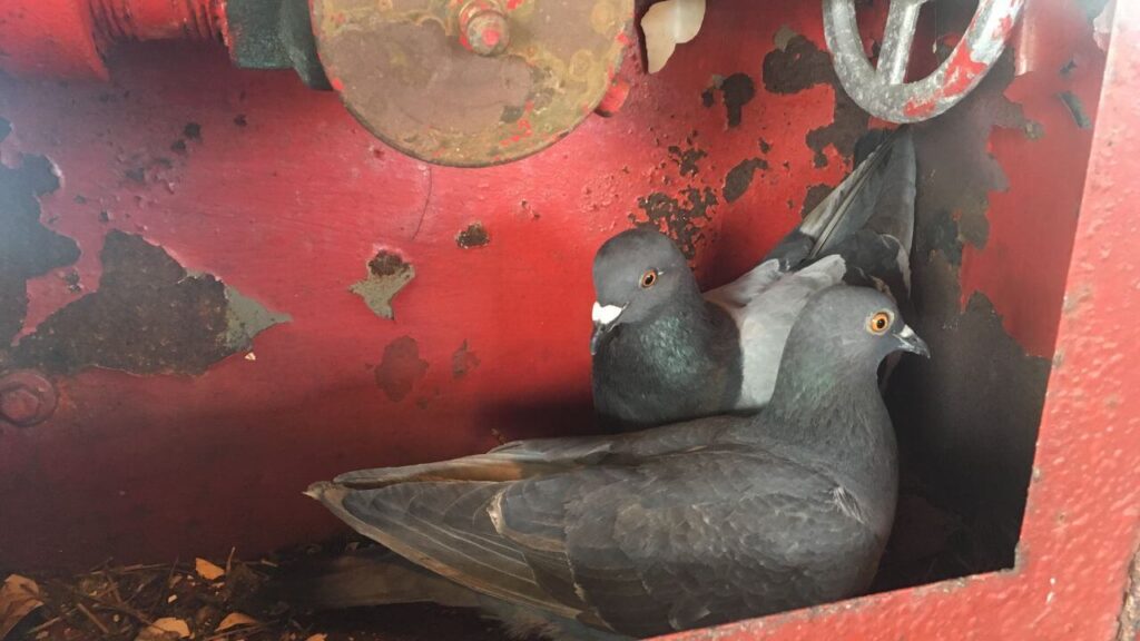 Nuisance and Unpleasantness of Pigeon Nests