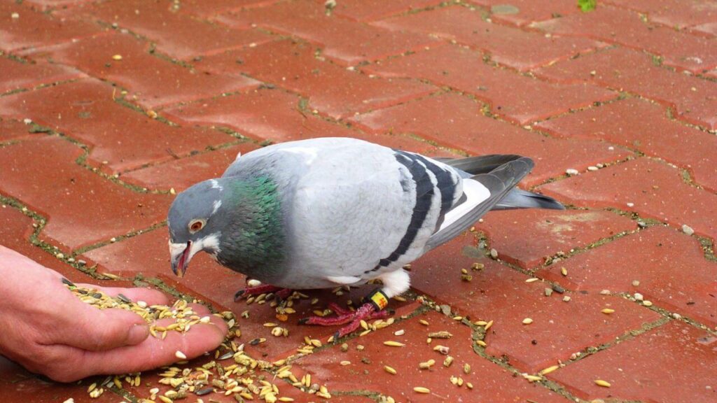 Pigeon Droppings & Air Quality