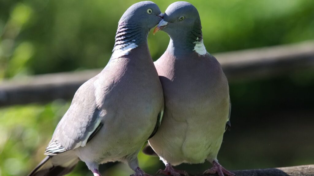 Pigeons as Pests & Nuisances