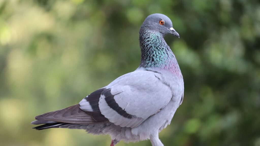 Pigeons As Pets Pros & Cons