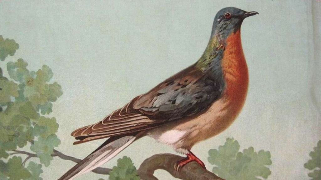 The Passenger Pigeon Revival Project