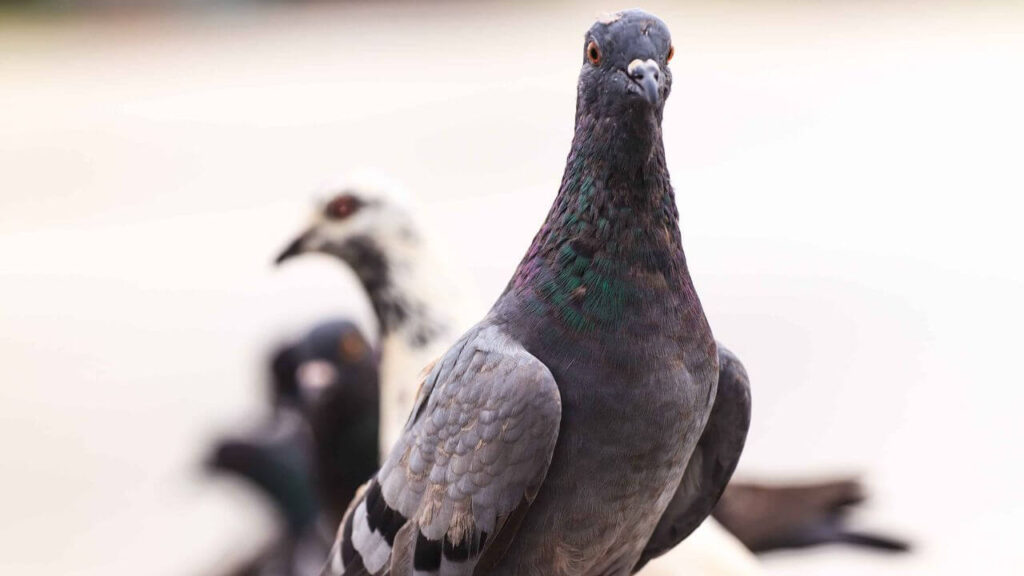 The Role of Pigeons in the Ecosystem