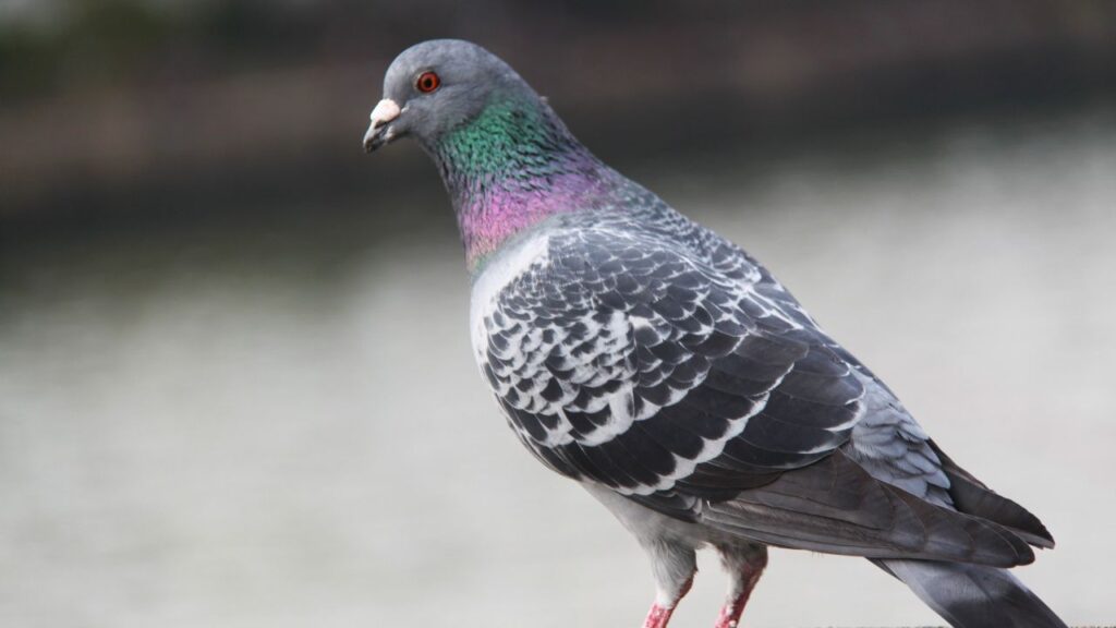 Understanding Pigeon Pooping Habits