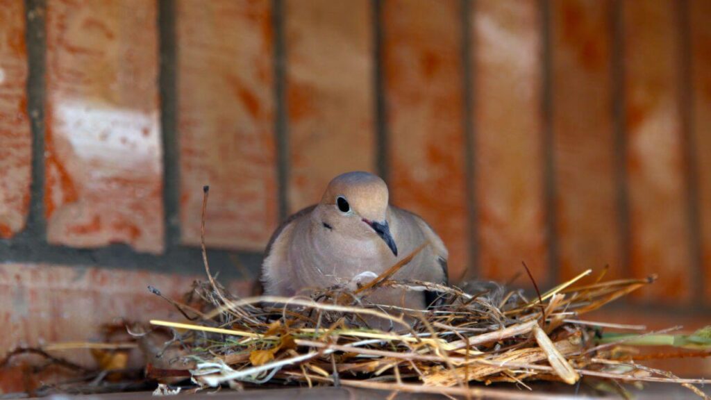 What Does a Pigeon Look Like When It's Ready to Leave the Nest?