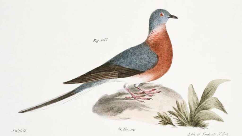 What Were Passenger Pigeons Used For 