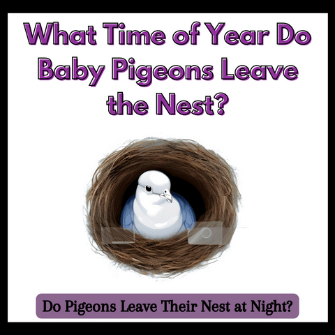 when-do-pigeons-leave-the-nest