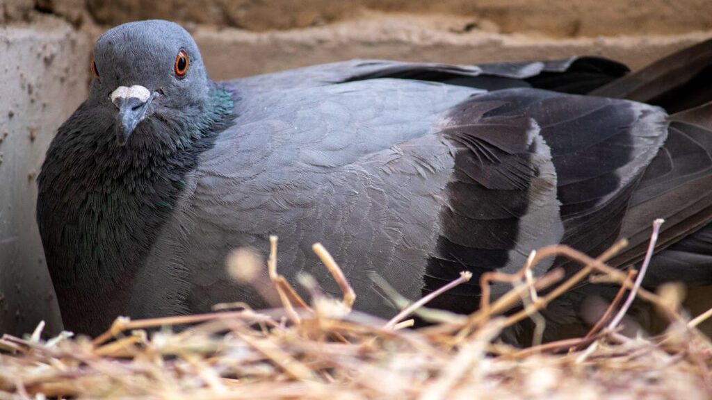 When Do Pigeons Nest?