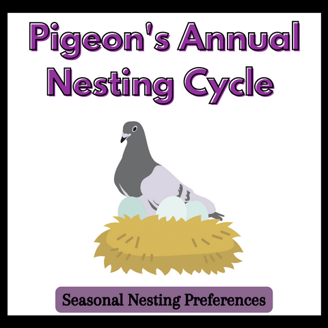 when-do-pigeons-nest-do-pigeons-nest-all-year-round