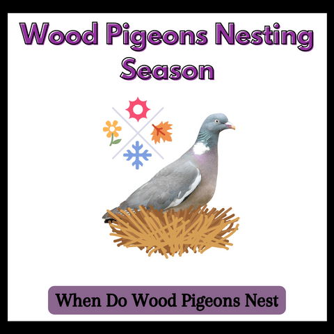 when-do-wood-pigeons-nest