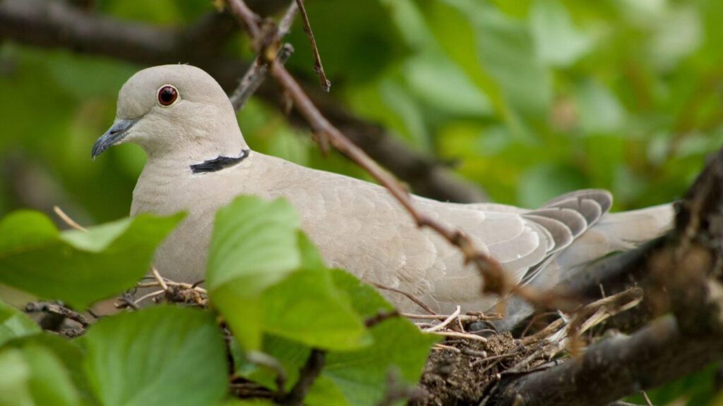 When Do Wood Pigeons Nest?