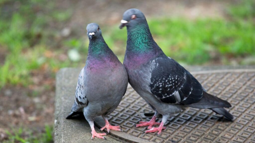 When Is Petting a Wild Pigeon Appropriate?