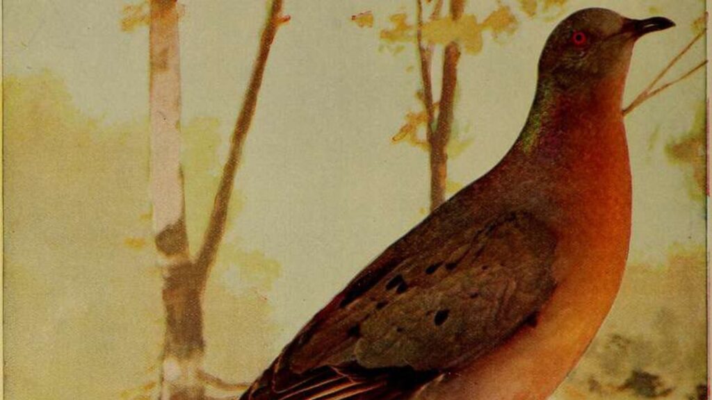 Where Did The Passenger Pigeon Live?