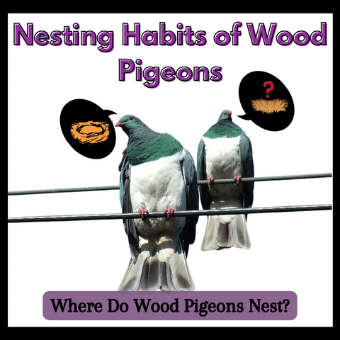 Where Do Wood Pigeons Nest? Places to Look For