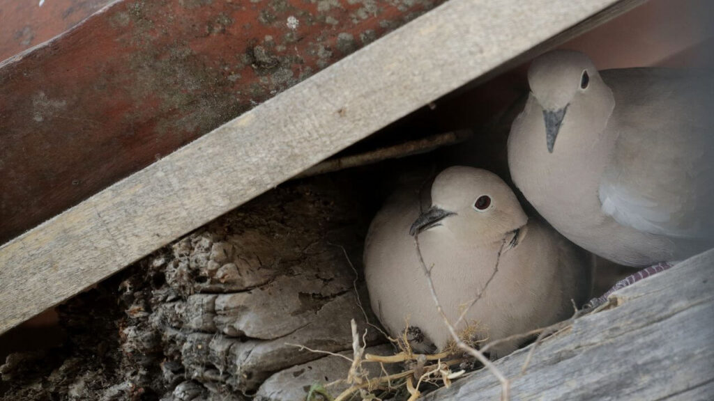 Where Do Wood Pigeons Nest?