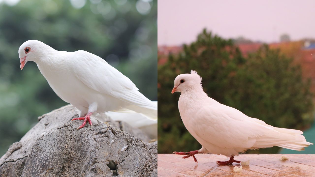 White Pigeon Vs Dove Are White Pigeons Doves? Pigeon 