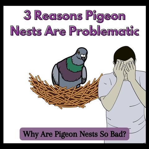 why-are-pigeon-nests-so-bad