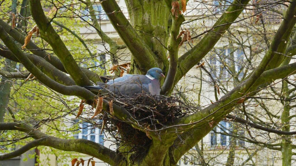 Why Are Pigeons Nest So Bad?