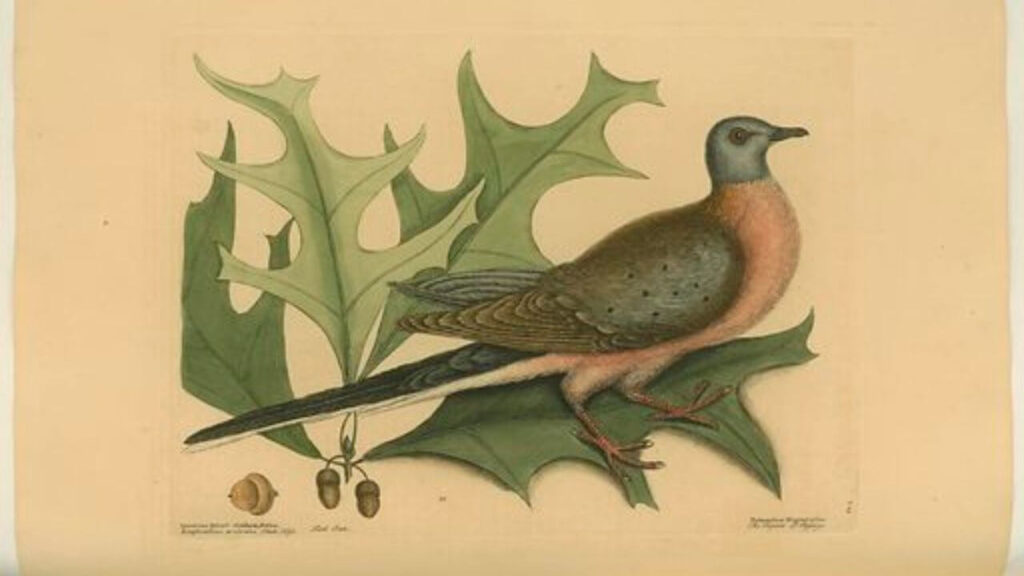 Why Did The Passenger Pigeon Go Extinct?