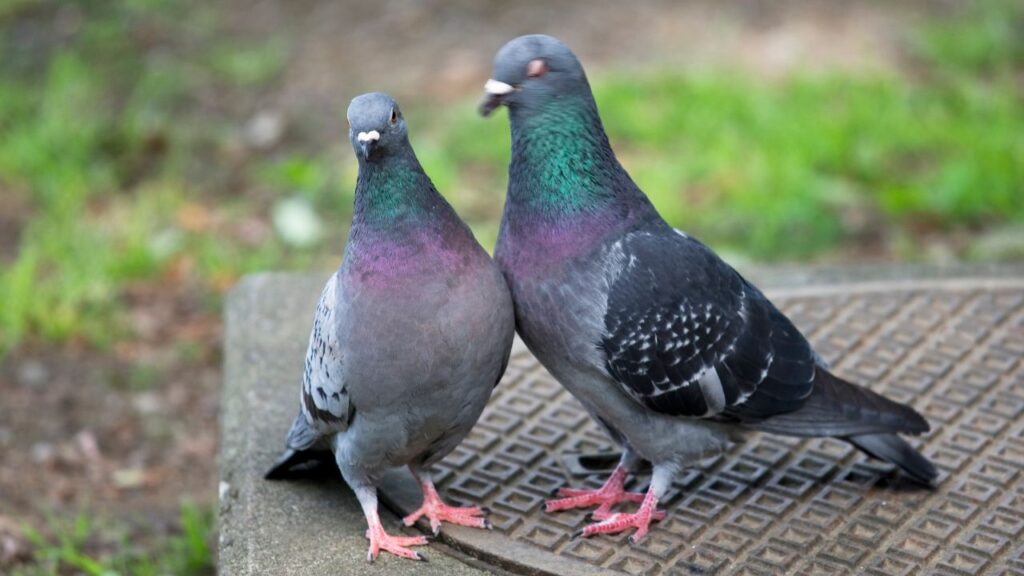 Why Do People Hate Pigeons?