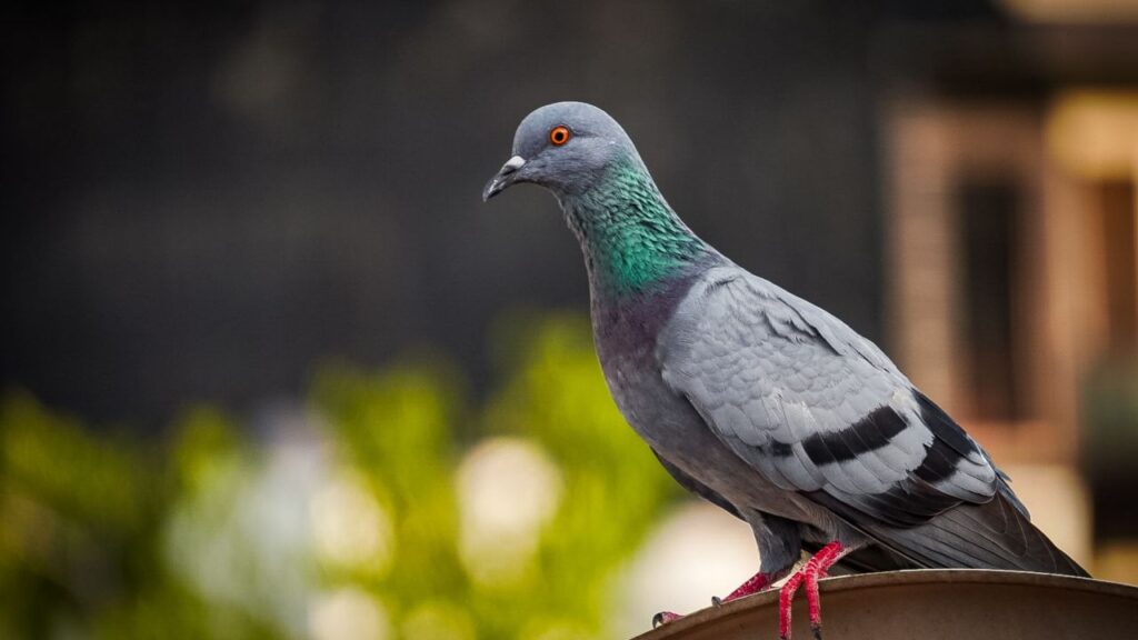 Why Do People Keep Pigeons?