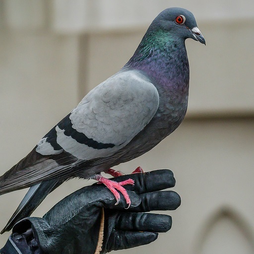 Is It Legal To Keep Pigeons As Pets